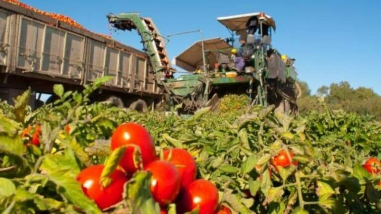 Grupo Arcor traslada planta de La Campagnola de Río Negro a San Juan
