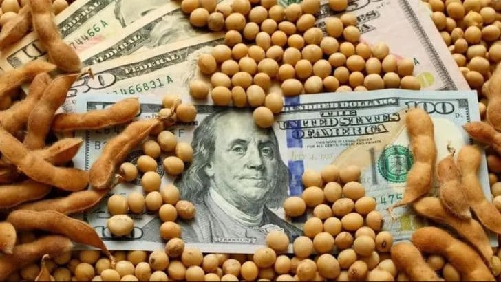 Dólar soja: cuáles son los daños colaterales que está generando