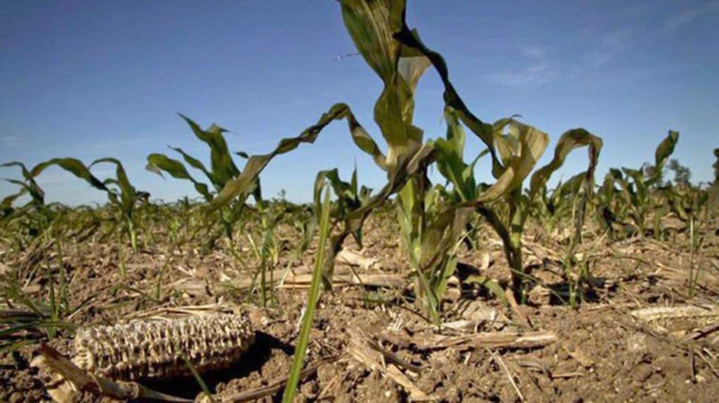 Sequía: cuál es la deuda que el agro de Córdoba tiene con los bancos