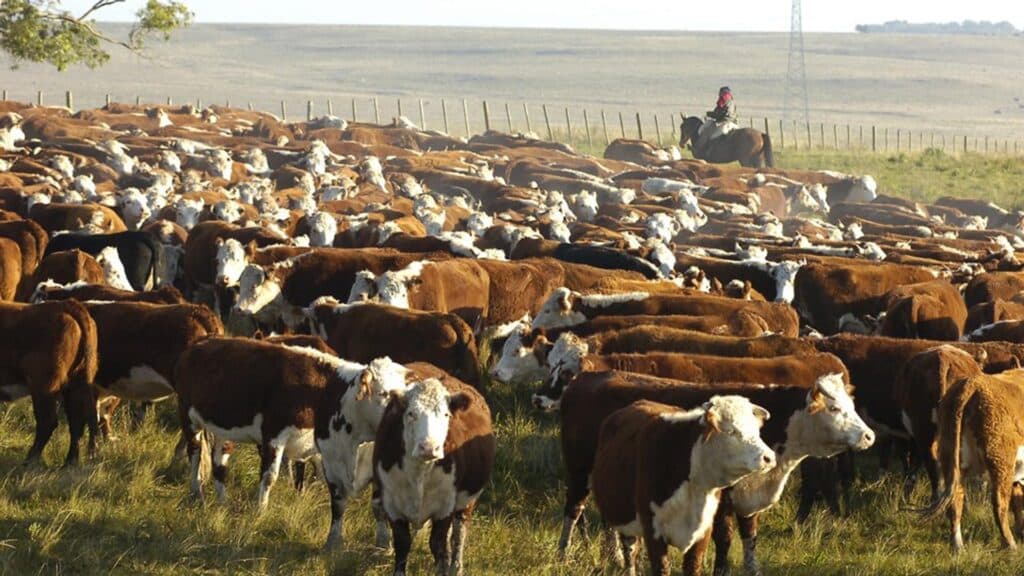 Industria de la carne: esto puede mover en 10 años (si hacemos las cosas bien)
