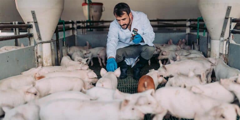 El cerdo argentino ante un nuevo desafío: entre el crecimiento interno y la amenaza brasileña