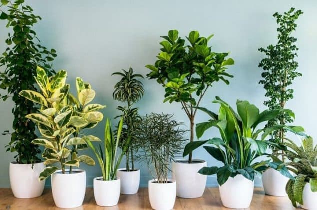 Tus plantas en invierno: 5 recomendaciones para protegerlas