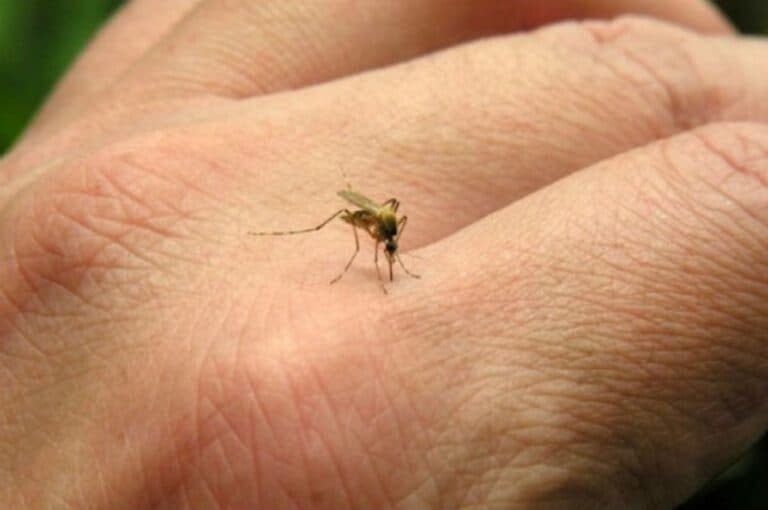 Dengue: Síntomas, recomendaciones y situación en Córdoba