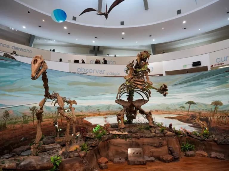 Vacaciones de invierno en Córdoba: el Museo de Ciencias Naturales ofrece entrada gratuita y una nueva experiencia inmersiva