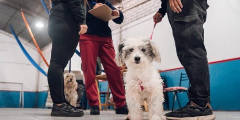 Continúan los operativos gratuitos de vacunación antirrábica para perros y gatos en Córdoba