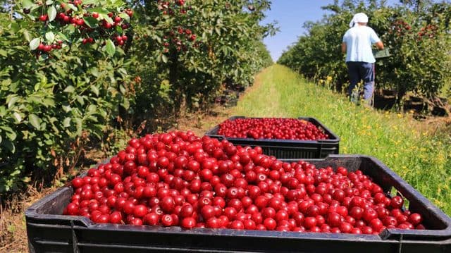 Bajan retenciones por $2.200 millones para productos de economías regionales