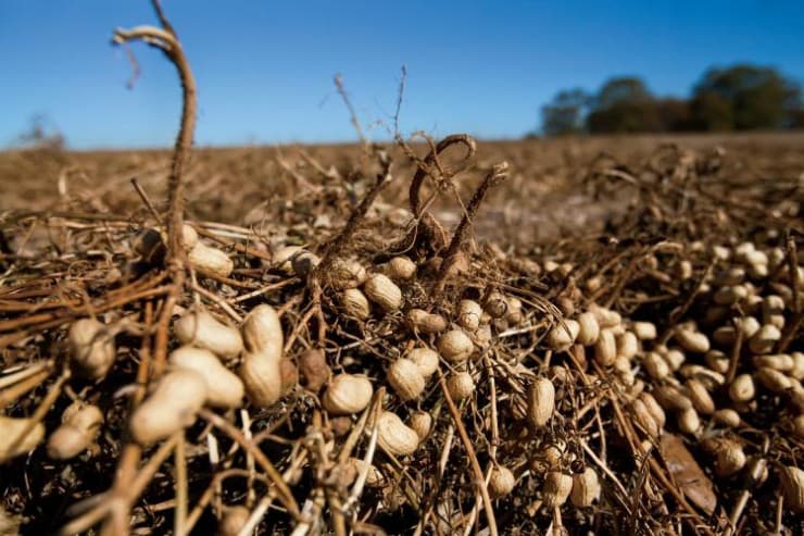 El Gobierno eliminó las retenciones a exportaciones agroindustriales