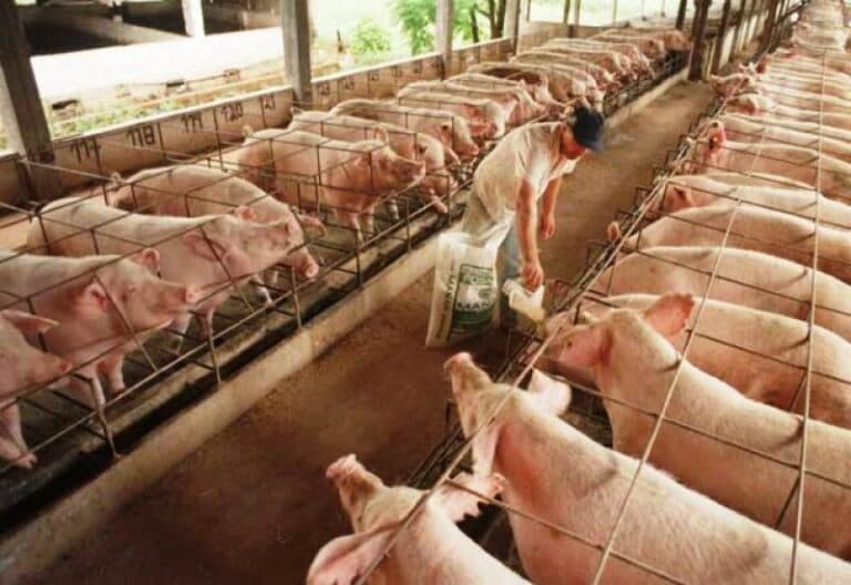 Cerca de 4.000 productores porcinos bonaerenses dejaron la actividad en 2018