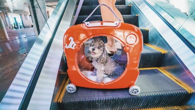 Cómo es Pupmee, el primer pet safety carrier que idearon emprendedores locales