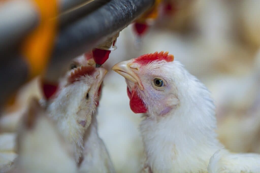Gripe aviar: Argentina suspende exportaciones por el primer caso confirmado en aves de corral
