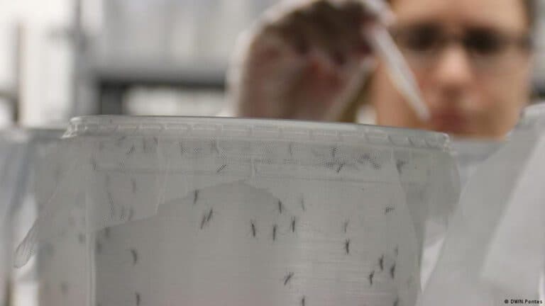 Analizan instalar una planta de mosquitos estériles para combatir el dengue