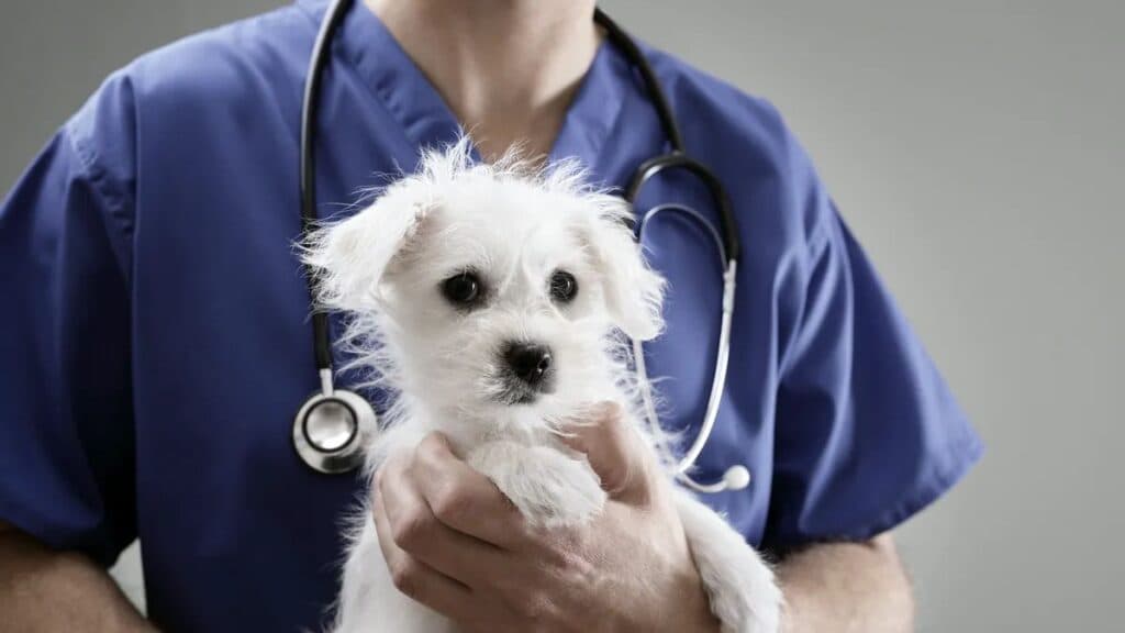 Canasta pet: cuánto cuesta mantener sano a tu mascota todos los meses en Argentina