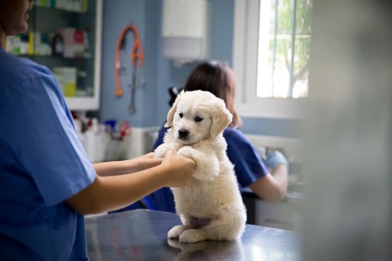 Companion apuesta a crear el mercado de las prepagas para mascotas y proyecta llegar a 50.000 afiliados