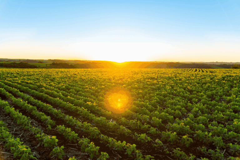 De la cautela al récord: cuánto dinero le aportará la liquidación del agro a la Argentina