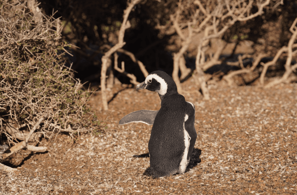 Día Mundial del Pingüino: una campaña propone seguir las migración de la especie junto a famosos como Messi