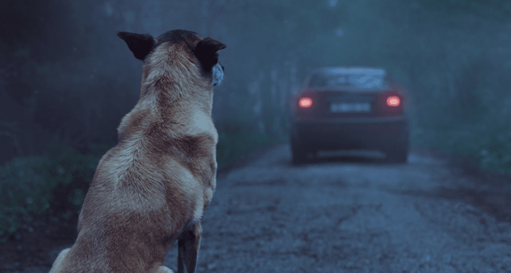 Abandono animal: crece la presencia de perros de raza en las calles de Córdoba