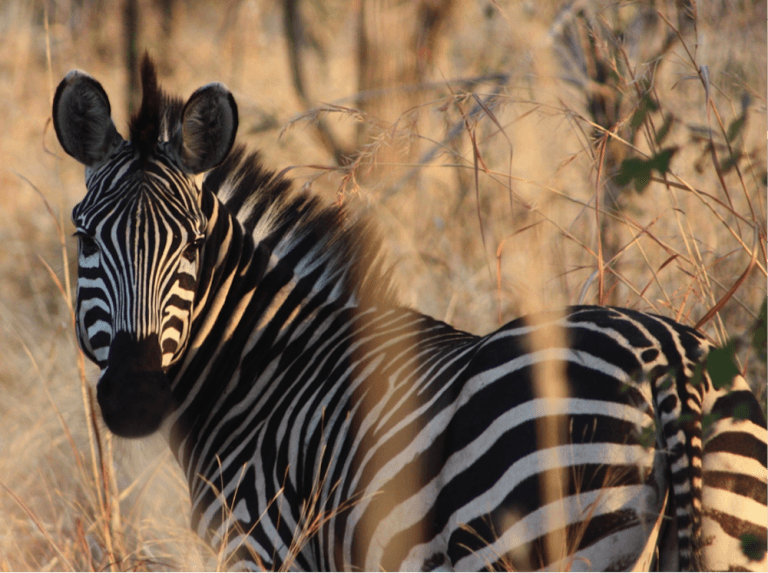 TURISMO – La historia detrás de una foto en Tanzania
