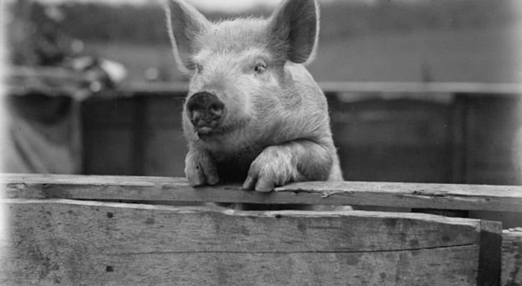 ¿Porqué le decimos NO al acuerdo porcino con China?